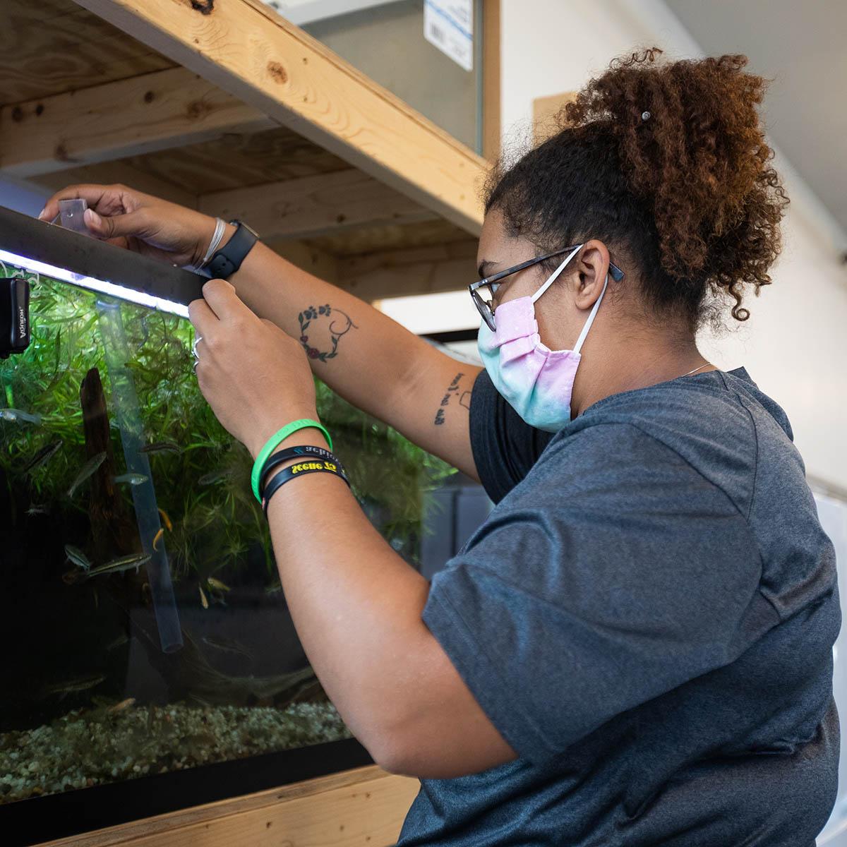 Photo of a student wearing glasses and a mask, feeding fish in an aquarium